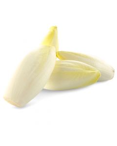 Witloof