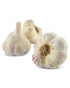 Paarse Knoflook - Los
