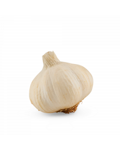 Witte Knoflook