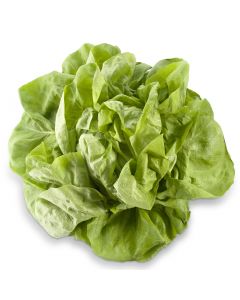 Groene Kropsla