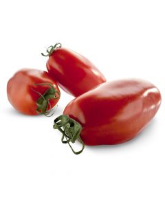 Torino Tomaten