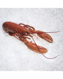 Homard Européen