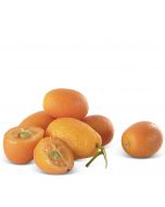 Kumquat