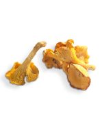 Gele Trechtercantharellen