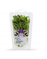 Roquette - 15 g