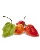 Piments Antillais