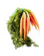 Carottes - Botte