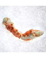 Pince de Crabe d'Alaska