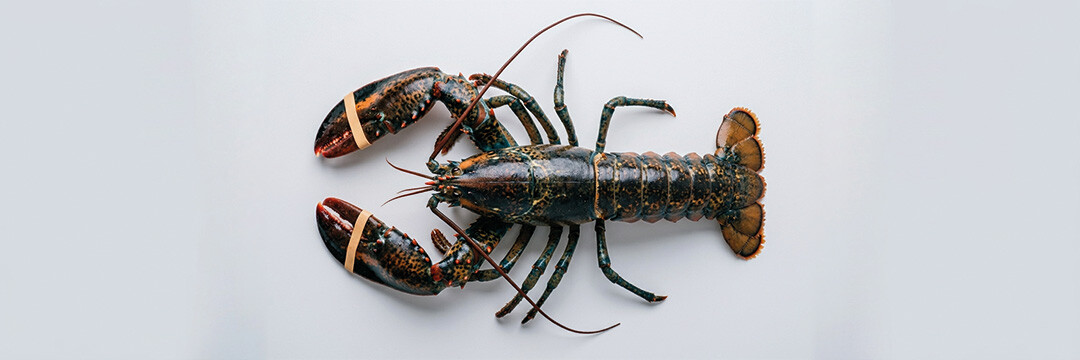 Le baby homard