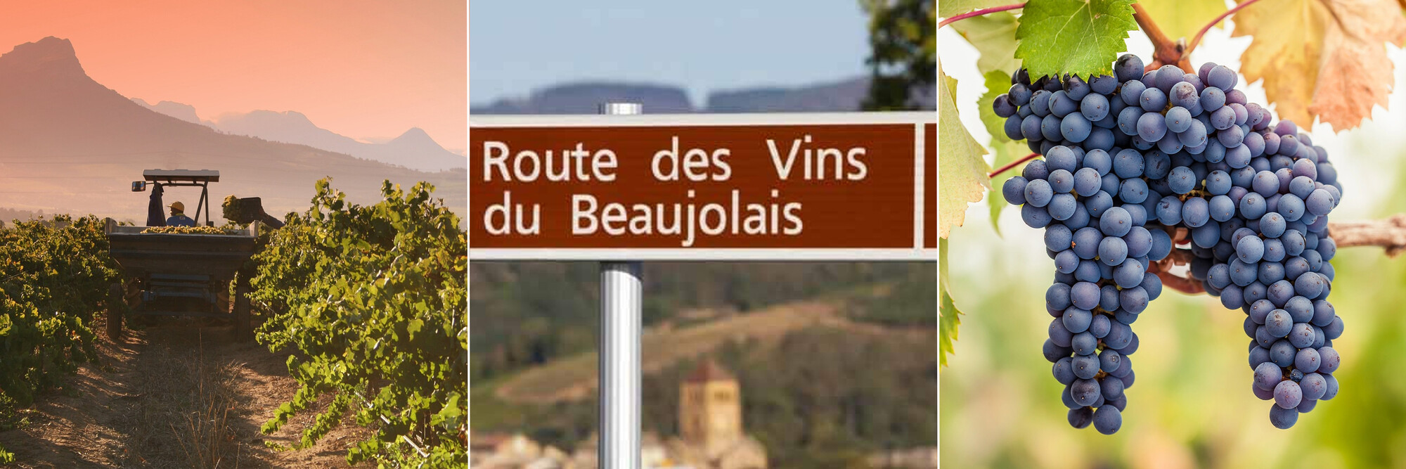 Les alternatives aux grands vins de Bourgogne