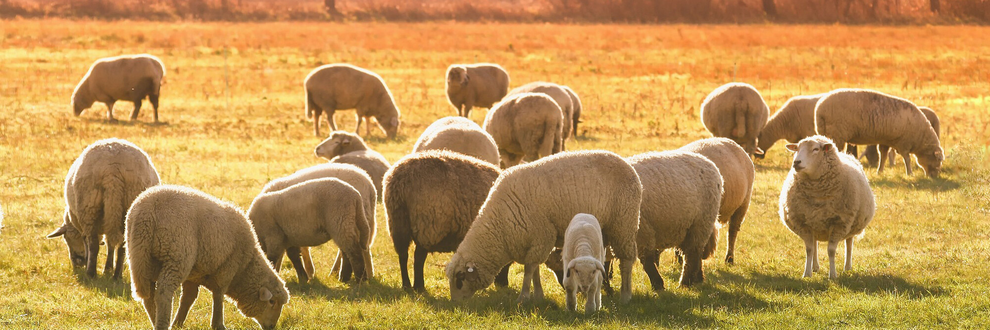 La belle saison de l'agneau