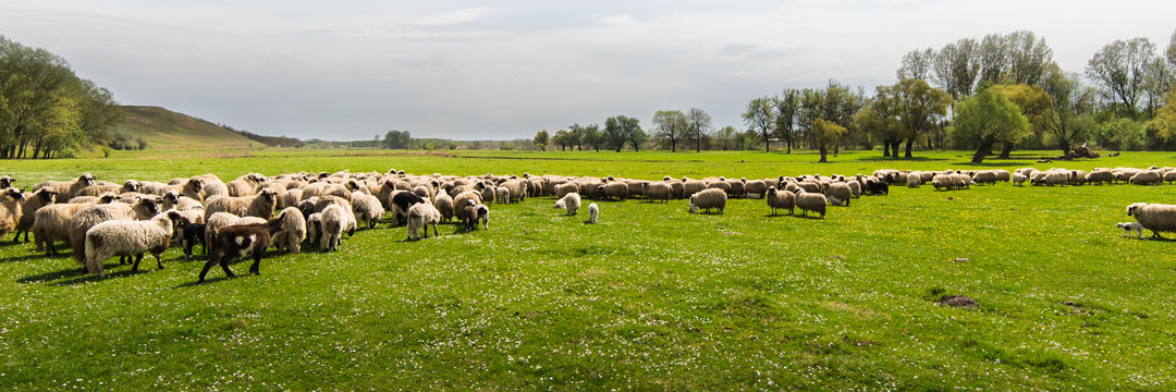 La belle saison de l’agneau