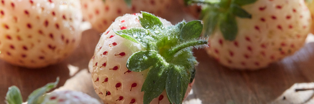 La fraise blanche de malonne : retour au top