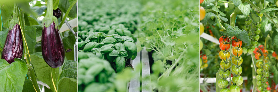 BIGH, ou la réinvention du maraîchage local