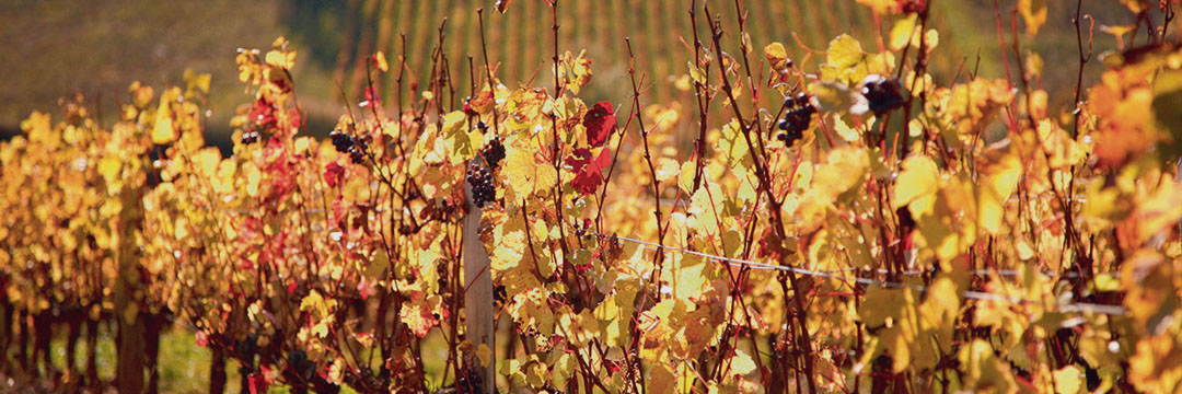 Le retour des vins de Bordeaux