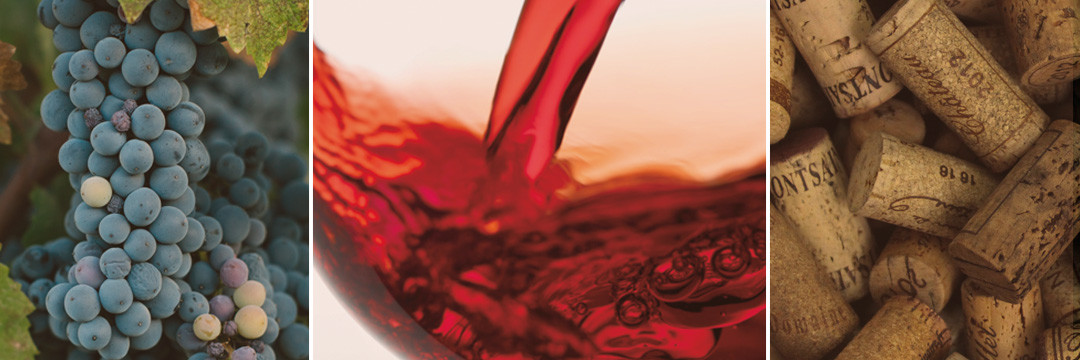 Vin bio ? Nature ? Sans soufre ? En biodynamie ? Petit rappel des bases.