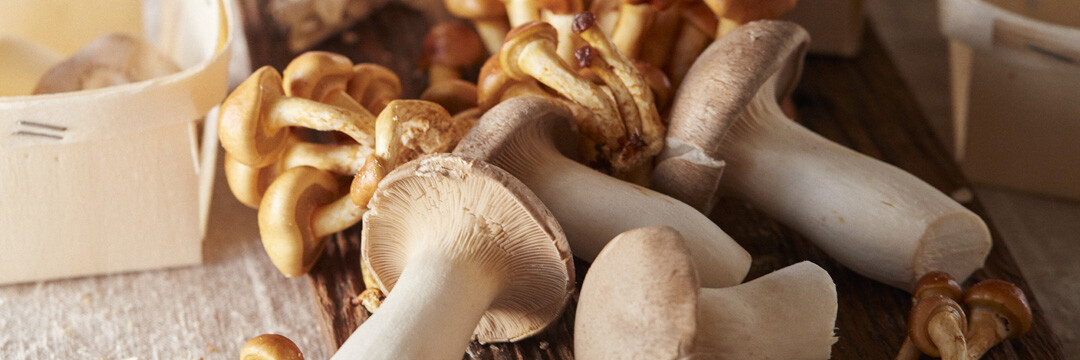 Exotische paddenstoelen, lokaal geplukt in Brussel