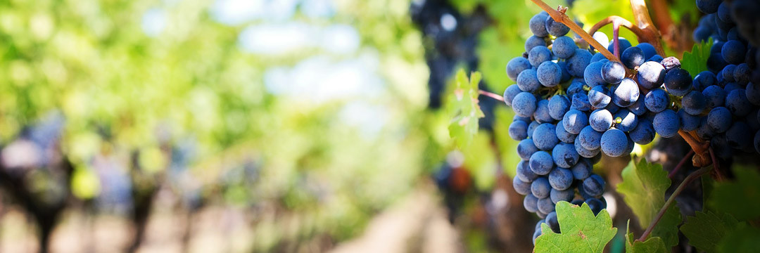 Pontet-Canet ou l'esprit du vin