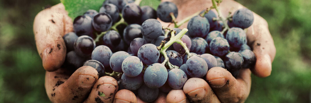 Vin bio, en biodynamie et naturel : le jus de raisins se la joue responsable
