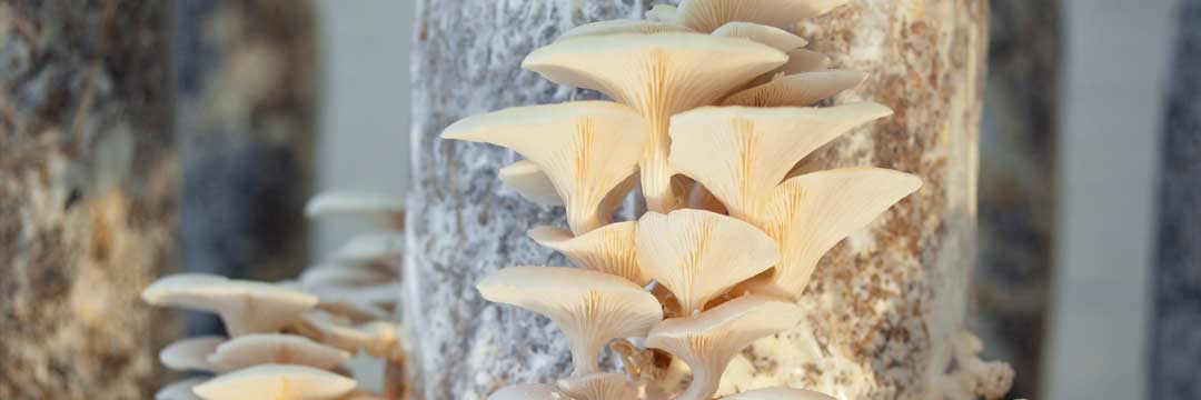 Les champignons PermaFungi