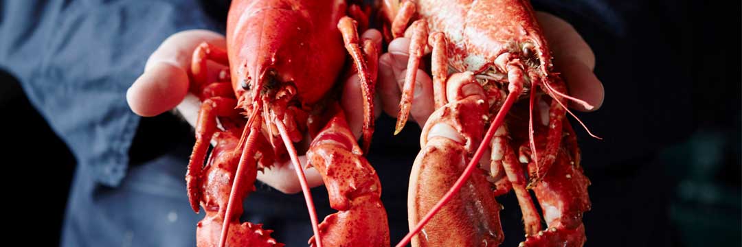 Le homard est aussi l’une de nos spécialités