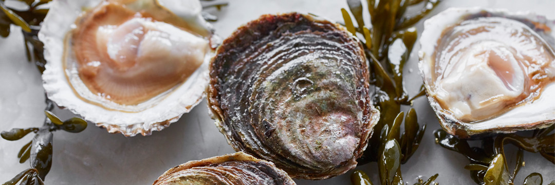 Oesters : als het écht feestelijk mag zijn! 