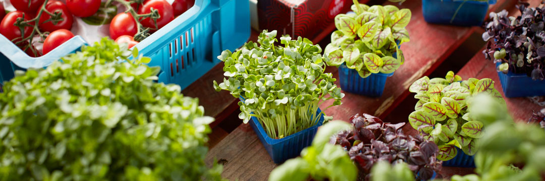 Les produits de la ferme urbaine BIGH