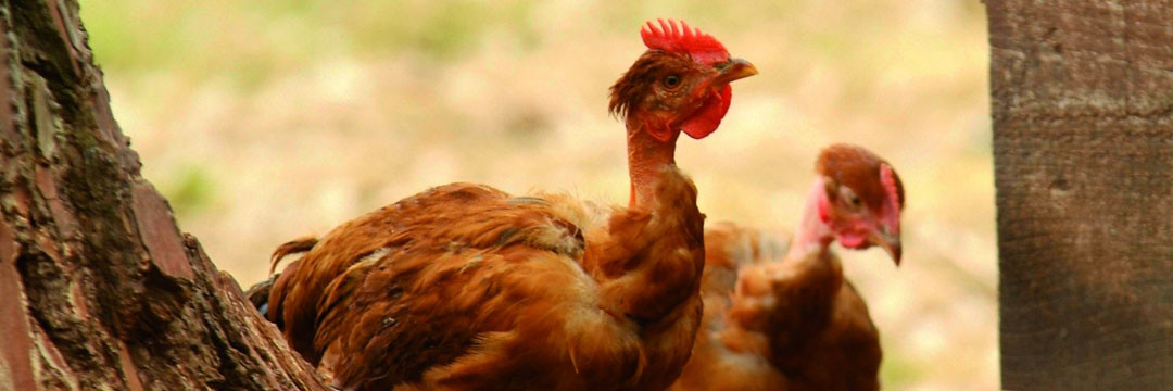 Le poulet jaune fermier des Landes de Marie Hot