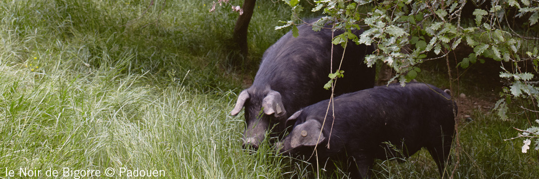 Heureux qui comme le Noir de Bigorre…