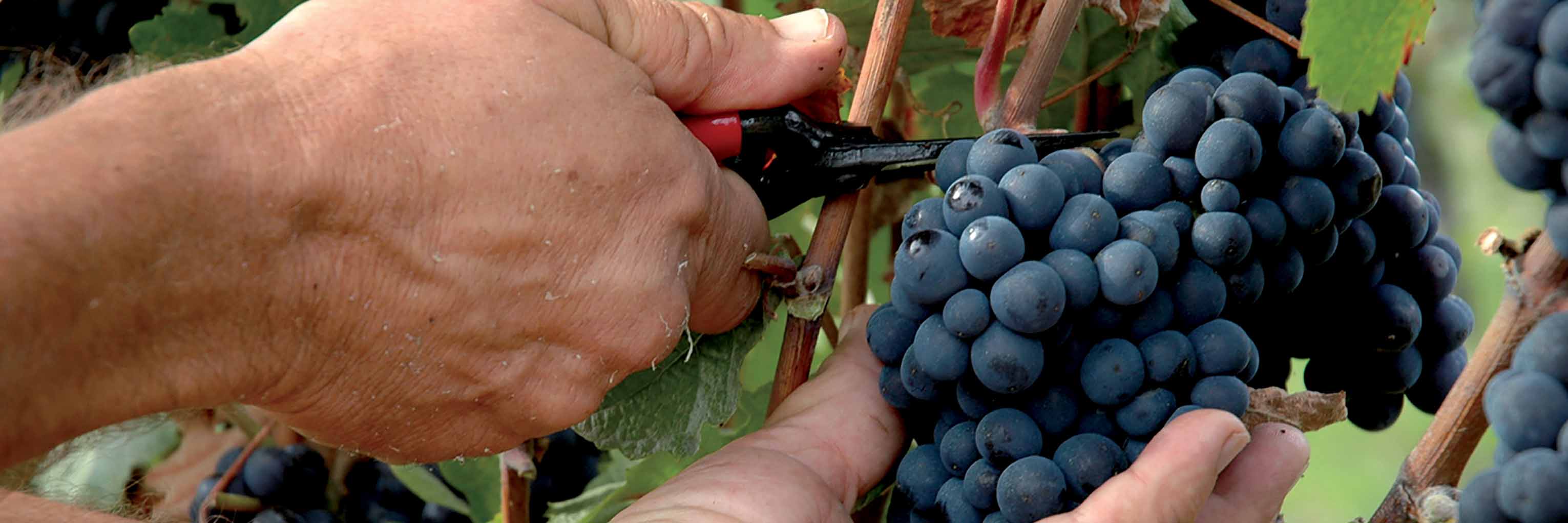 Weekend van de terroirs - 17 & 18/11