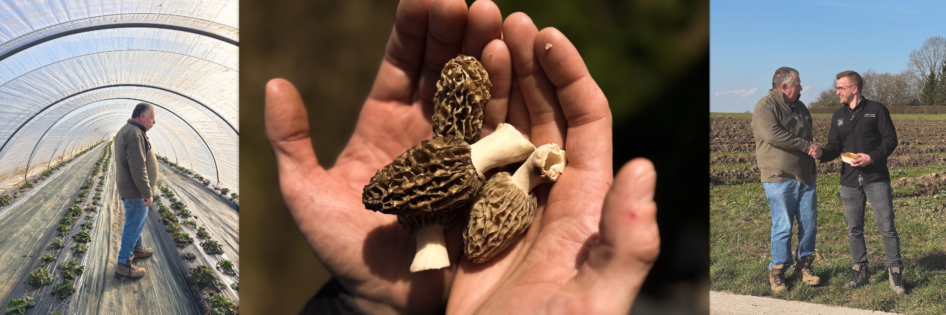 Belgische morieljes, het smakelijke goud van de lente!