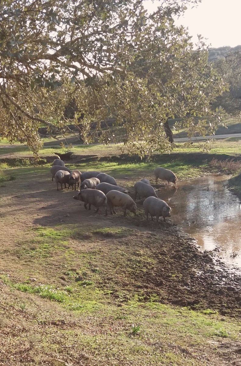 cochons dans une plaine