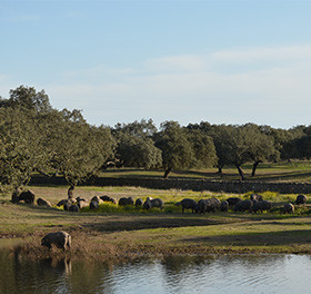 Plaine avec un lac et une forêt où vivent des pata negra