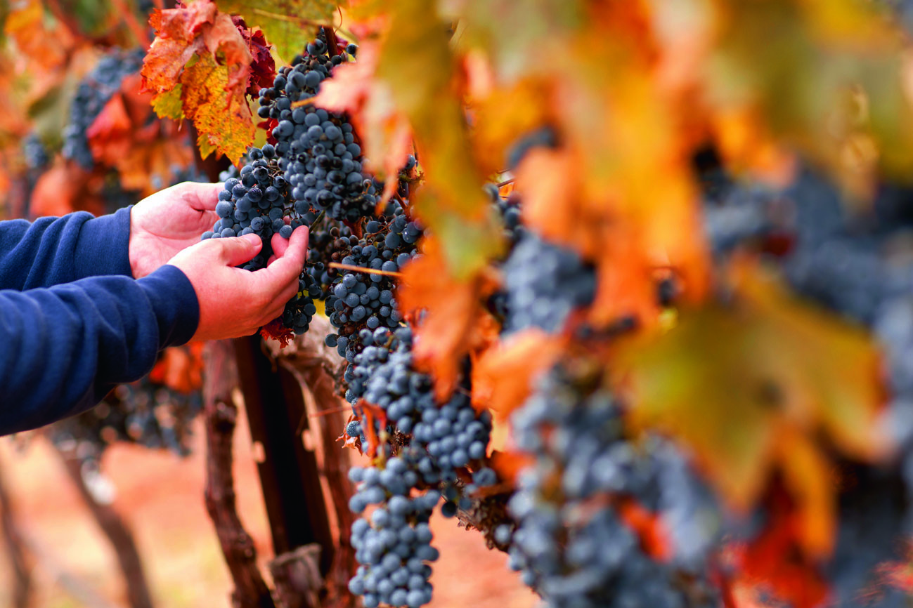 récolte raisins vigne