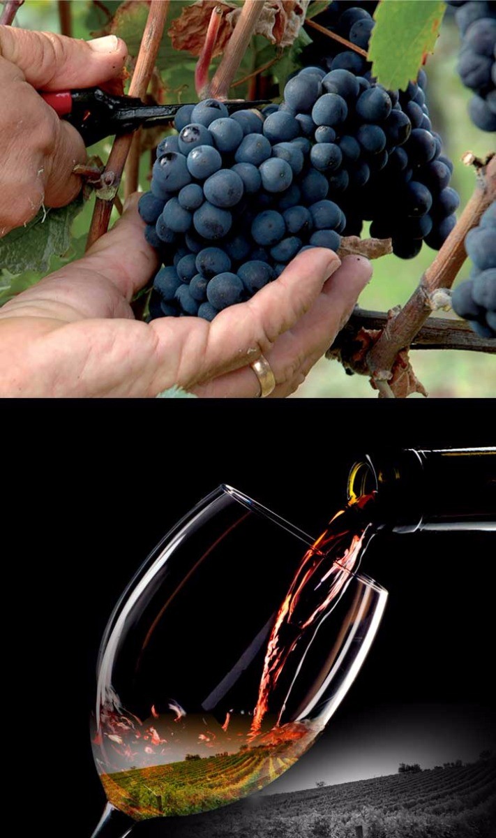 Du terroir dans les bouteilles Du terroir dans les bouteilles